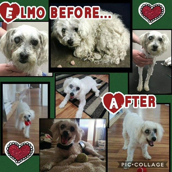 Meet your posher ๐คโคโบ๐ฏ๐๐๐ - Picture 11 of 16